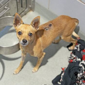 Tito AKA Rocco -  Chihuahua Dog for Adoption in Abilene, Texas - Tito AKA Rocco | PetCurious