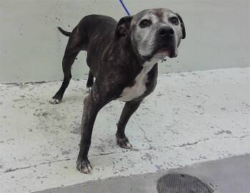 American Staffordshire Terrier and Mixed Breed Dogs Available for Adoption in Houston, Texas - ZELDA | PetCurious