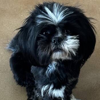 Miranda -  Shih Tzu and Mixed Breed Dog Available for Adoption in Las Vegas, Nevada - Miranda | PetCurious