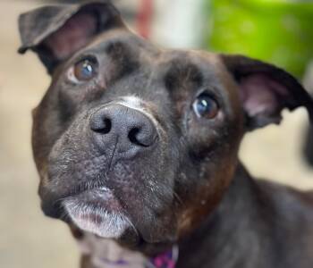 Rescue Pit Bull Terrier Dogs for Adoption in Stahlstown, Pennsylvania - Sparrow | PetCurious