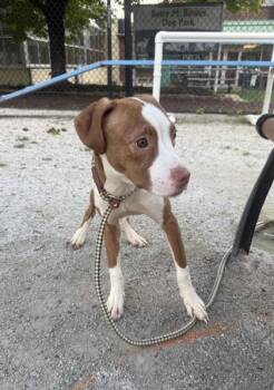 Rescue Pit Bull Terrier Dogs for Adoption in Philadelphia, Pennsylvania - Cindy | PetCurious