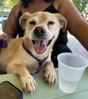 BENTLEY -  Chihuahua Dog for Adoption in San Bernardino, California - BENTLEY | PetCurious