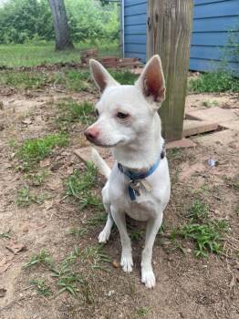 SIR CHARLES -  Chihuahua Dog for Adoption in Social Circle, Georgia - SIR CHARLES | PetCurious