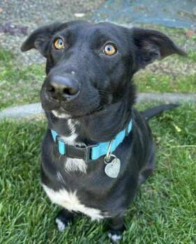 Rescue Labrador Retriever and Mixed Breed Dogs for Adoption in Portola, California - Cinder | PetCurious