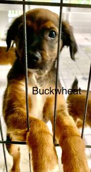 Rescue Mixed Breed Dogs for Adoption in Crossville, Tennessee - Buck | PetCurious