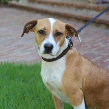 Beagle Dogs Available for Adoption in Natchitoches, Louisiana - Camelia S1 | PetCurious