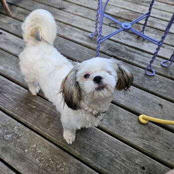 Matilda -  Shih Tzu Dog for Adoption in Wyandotte, Michigan - Matilda | PetCurious