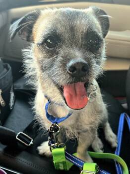 Rescue Pug and Miniature Poodle Dogs for Adoption in Henderson, Nevada - MILO | PetCurious