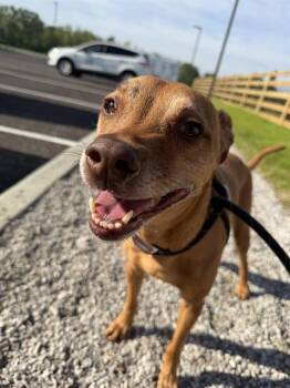 Vizsla and Labrador Retriever Dogs Available for Adoption in Indianapolis, Indiana - AUGUST | PetCurious