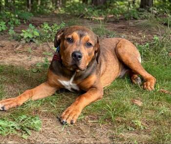 Sammy -  Mixed Breed Dog for Adoption in Hazlet, New Jersey - Sammy | PetCurious