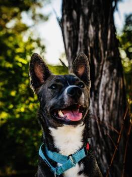 Rescue Australian Cattle Dog Blue Heeler Dogs for Adoption in San Antonio, Texas - Casey | PetCurious