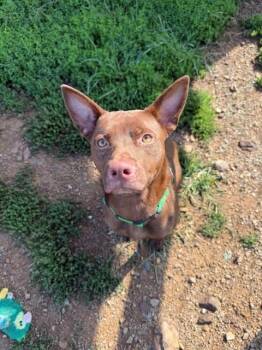 Yoda -  Australian Kelpie Dog for Adoption in Augusta, West Virginia - Yoda | PetCurious