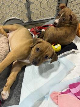 Armani 7 -  Terrier Dog for Adoption in Plymouth, Michigan - Armani 7 | PetCurious