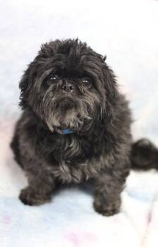 Nona in NH. Come Meet our Adoptable Dogs Wednesday-Saturday. Mor -  Shih Tzu Dog for Adoption in Manchester, New Hampshire - Nona In NH. Come Meet Our Adoptable Dogs Wednesday-Saturday. Mor | PetCurious