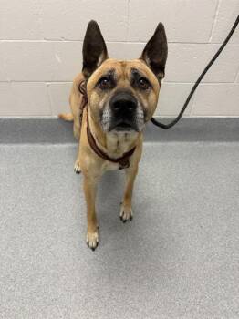 BENJI -  German Shepherd Dog Dog for Adoption in Indianapolis, Indiana - BENJI | PetCurious