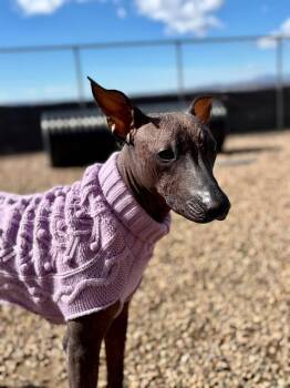Xoloitzcuintli Mexican Hairless Dogs Available for Adoption - Danita | PetCurious