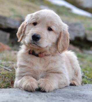 Golden Retriever Dogs Available for Adoption - Cooper | PetCurious