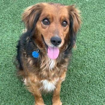 Basset Hound and Cardigan Welsh Corgi Dogs Available for Adoption in Indianapolis, Indiana - Bodi | PetCurious