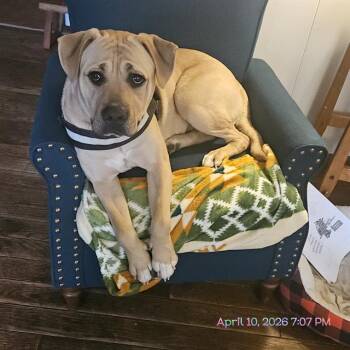 Pit Bull Terrier Dogs Available for Adoption in Indianapolis, Indiana - POOKIE | PetCurious