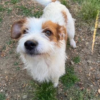 Wirehaired Terrier and Mixed Breed Dogs Available for Adoption in Fredericksburg, Virginia - Vitamin C | PetCurious