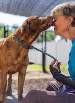 Wemby -  Mixed Breed Dog for Adoption in Chamblee, Georgia - Wemby | PetCurious