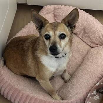 Lollie -  Terrier and Chihuahua Dog for Adoption in Corvallis, Oregon - Lollie | PetCurious