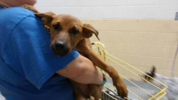 SUMMER -  Labrador Retriever and Mixed Breed Dog for Adoption in Tulsa, Oklahoma - SUMMER | PetCurious