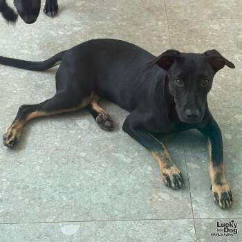 Blackie -  Labrador Retriever Dog for Adoption in Washington, District Of Columbia - Blackie | PetCurious