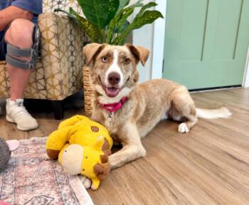 Stella Bella Pretty Happy Girl -  Australian Shepherd and Husky Dog for Adoption in Friendswood, Texas - Stella Bella Pretty Happy Girl | PetCurious