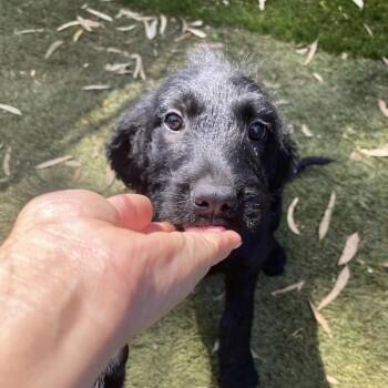 Chloe -  Poodle and Black Labrador Retriever Dog for Adoption in Escondido, California - Chloe | PetCurious