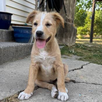 Mixed Breed Dogs Available for Adoption in Greensboro, Georgia - Pearl | PetCurious