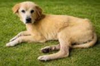 Terrier Dogs Available for Adoption in Cibolo, Texas - Cookie | PetCurious