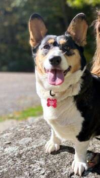 Petunia -  Corgi Dog for Adoption in Bedford Hills, New York - Petunia | PetCurious