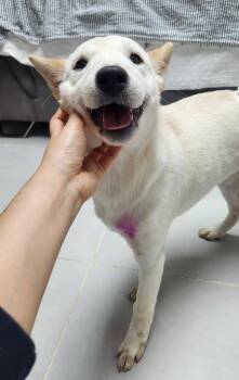 Rescue Jindo and Shiba Inu Dogs for Adoption in Agoura Hills, California - PINK | PetCurious