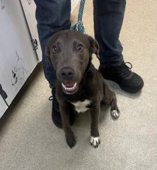 Labrador Retriever and Mixed Breed Dogs Available for Adoption in Palm Coast, Florida - Nashville | PetCurious