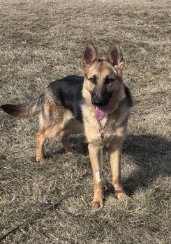 German Shepherd Dog Dogs Available for Adoption - Laina | PetCurious