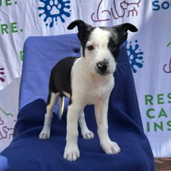 Marta -  Border Collie Dog for Adoption in Logan, Utah - Marta | PetCurious