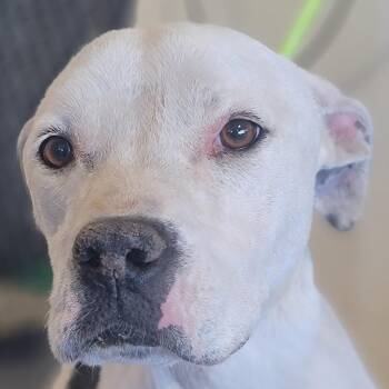 Mixed Breed Dogs Available for Adoption in Las Cruces, New Mexico - Mamas | PetCurious
