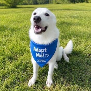 Casalina -  Great Pyrenees Dog for Adoption in Bethel, Connecticut - Casalina | PetCurious