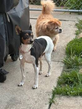 Rat Terrier Dogs Available for Adoption in Kettering, Ohio - Squiggy | PetCurious