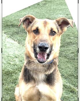 German Shepherd Dog Dogs Available for Adoption - Toby | PetCurious