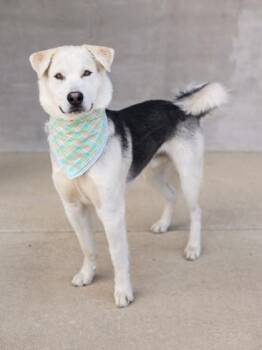 Tonka -  Mixed Breed Dog for Adoption in Longmont, Colorado - Tonka | PetCurious