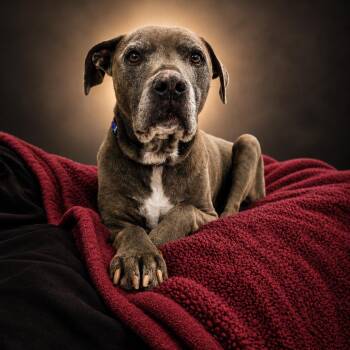 Bella -  Weimaraner and Pit Bull Terrier Dog for Adoption in Newport, Tennessee - Bella | PetCurious