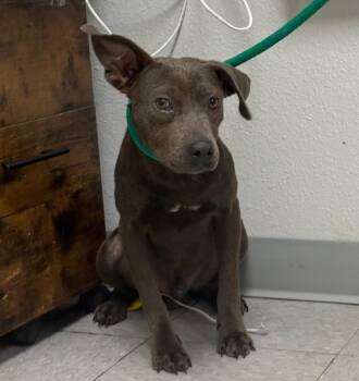 Romano -  Pit Bull Terrier Dog for Adoption in Sorrento, Louisiana - Romano | PetCurious