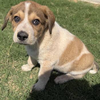 German Shepherd Dog Dogs Available for Adoption in Krum, Texas - Aster | PetCurious