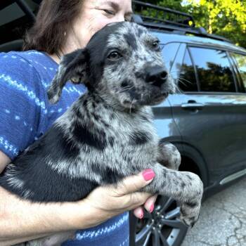 NY Twinkie Avail Jun 13 (Choice Pet Carmel) -  Australian Shepherd and Labrador Retriever Dog for Adoption in Eastford, Connecticut - NY Twinkie Avail Jun 13 (Choice Pet Carmel) | PetCurious