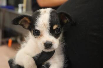 MESSY -  Mixed Breed Dog for Adoption in Columbia, South Carolina - MESSY | PetCurious
