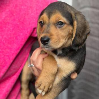 Mayzie -  Mixed Breed Dog for Adoption in Fredericksburg, Virginia - Mayzie | PetCurious