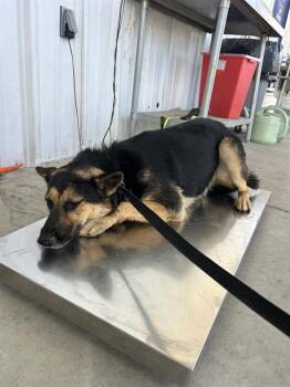 Rescue Shepherd Dogs for Adoption in Thousand Oaks, California - Bella -- URGENT! | PetCurious