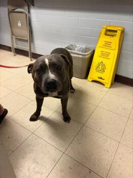 NYLO -  Pit Bull Terrier Dog for Adoption in Stockton, California - NYLO | PetCurious